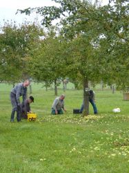 Obsternte Und Maischen 2012 05